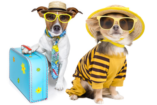 Bringing your pets to Spain